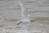 Mediterranean Gull at Southend Seafront (Steve Arlow) (67077 bytes)